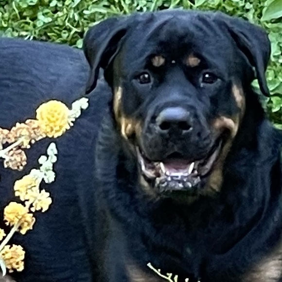 Meet your Posher, Jan - Picture 2 of 2